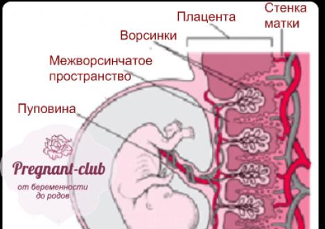 Heterogena struktura placente Heterogena posteljica